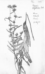 Cabobanthus polysphaerus