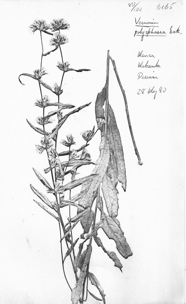 Cabobanthus polysphaerus Cabobanthus polysphaerus