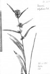 Cabobanthus polysphaerus