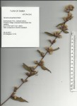 Cabobanthus polysphaerus