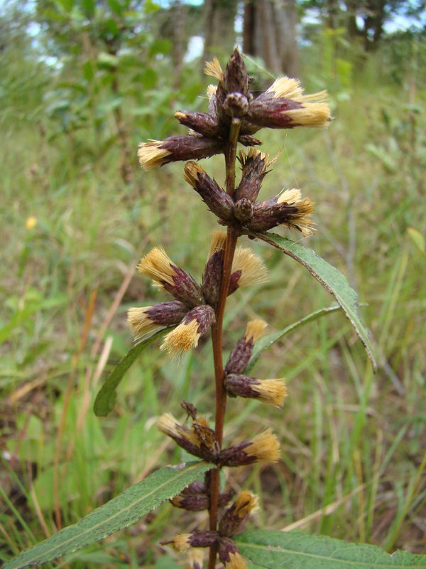 Cabobanthus polysphaerus