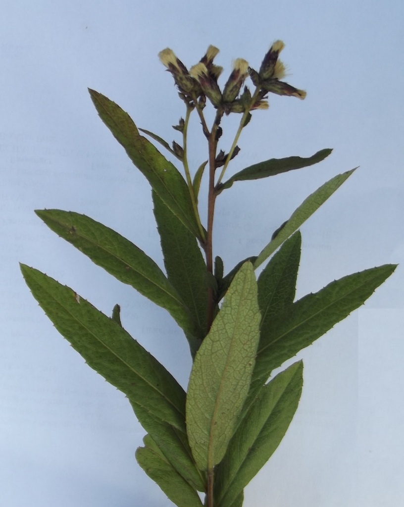 Cabobanthus polysphaerus