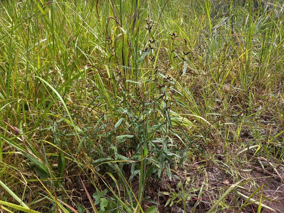 Cabobanthus polysphaerus