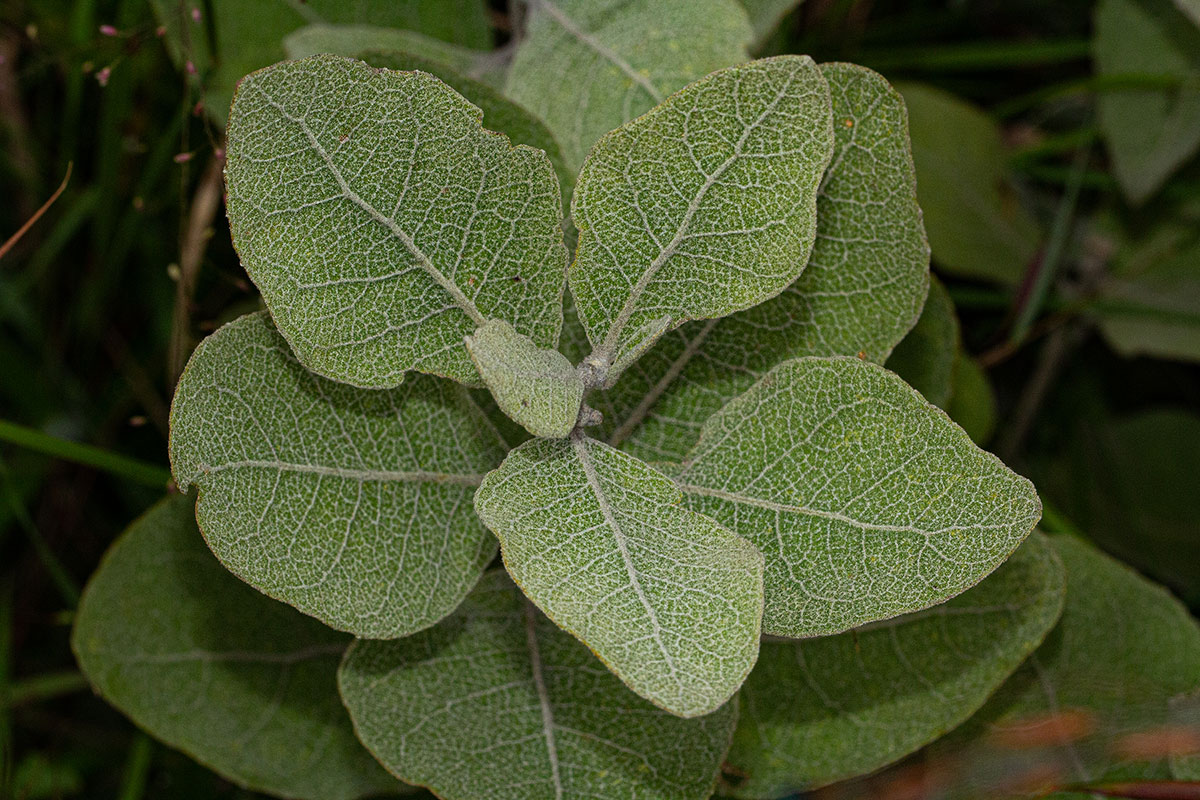 Vernonia turbinella