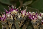 Vernonia turbinella