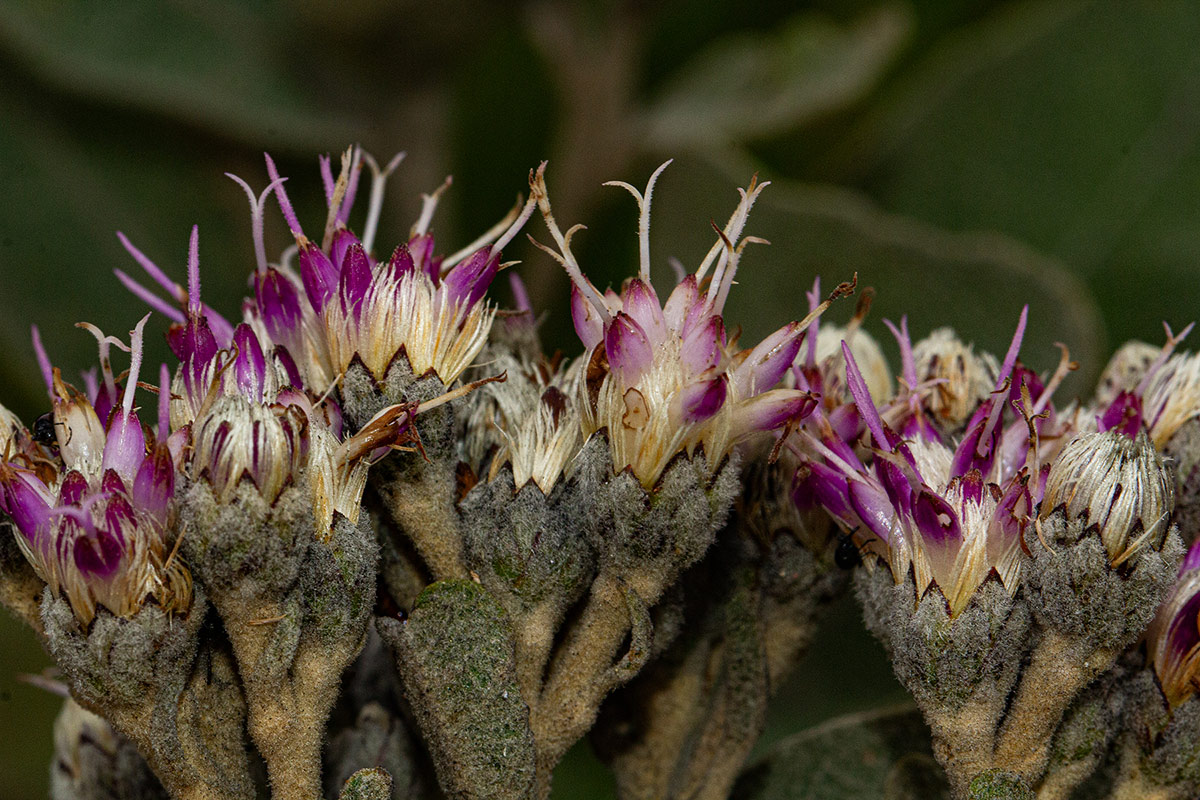 Vernonia turbinella