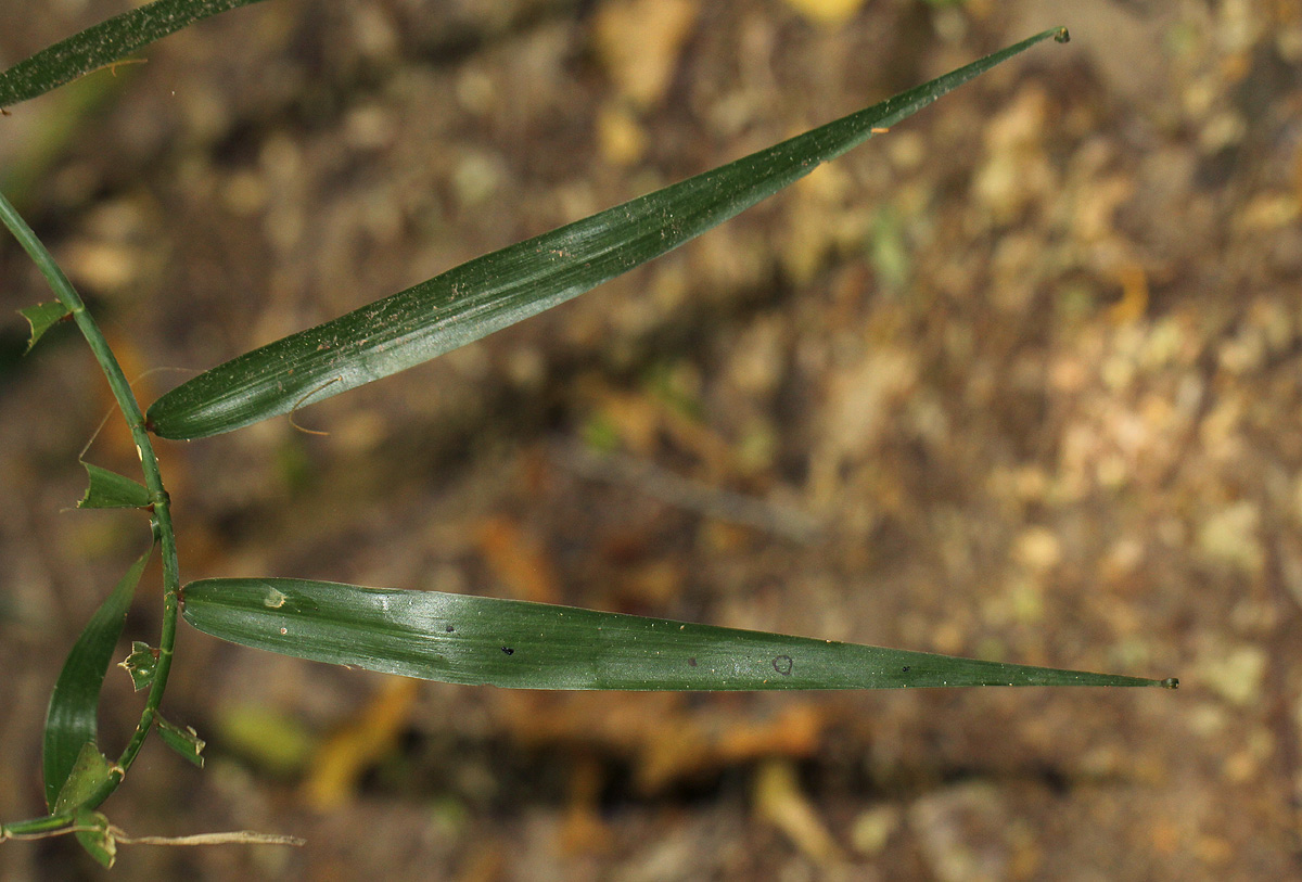 Flagellaria guineensis