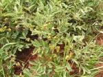 Vangueria discolor
