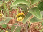 Vangueria discolor