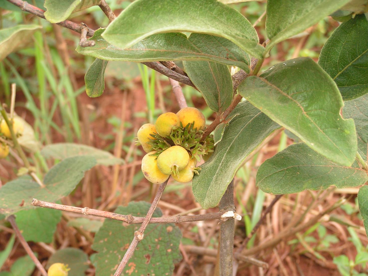 Vangueria discolor