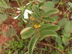 Vangueria discolor