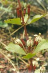 Fadogia fuchsioides