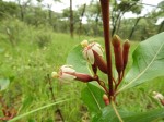 Fadogia fuchsioides