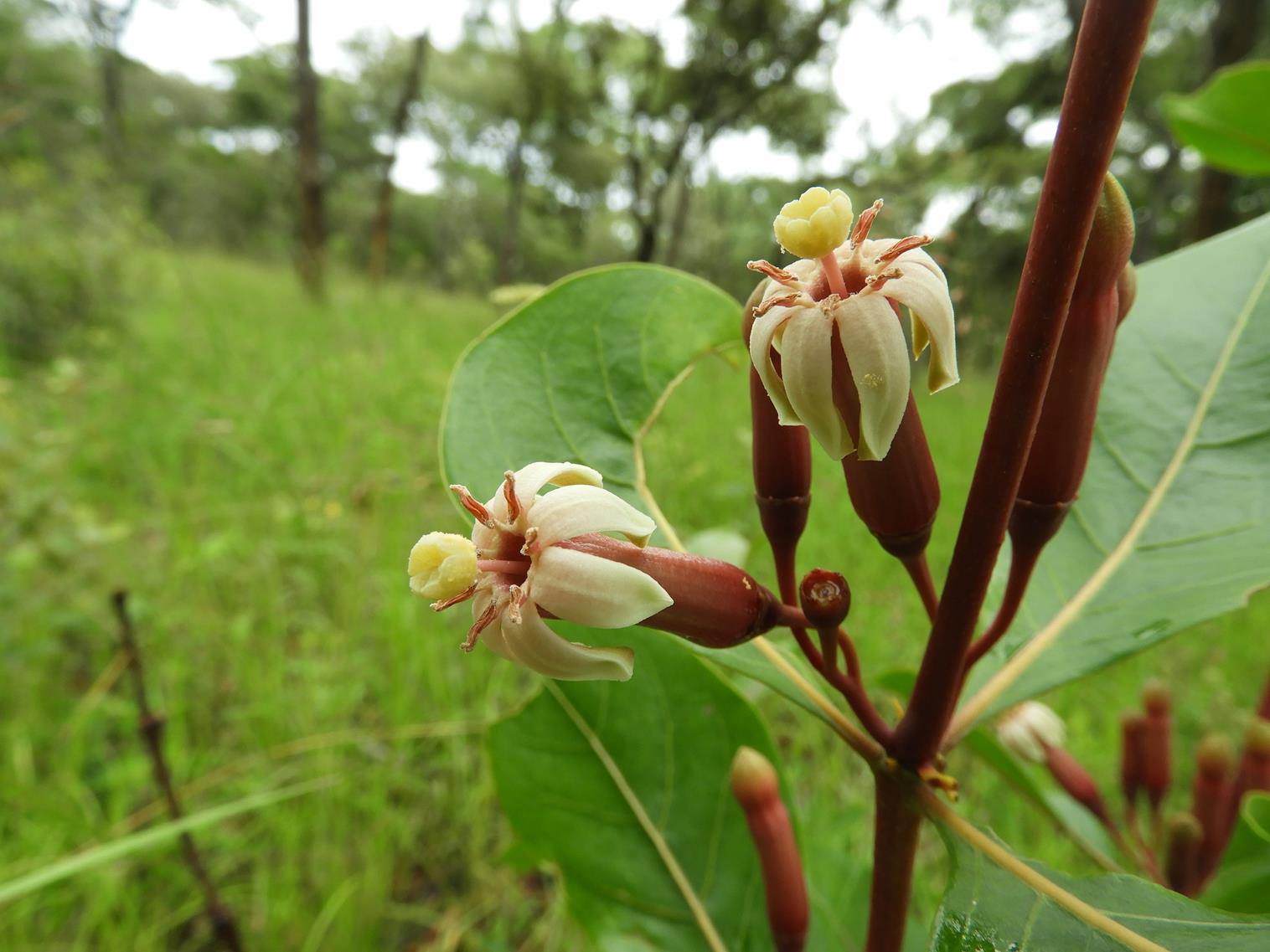 Fadogia fuchsioides