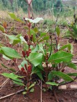 Fadogia fuchsioides