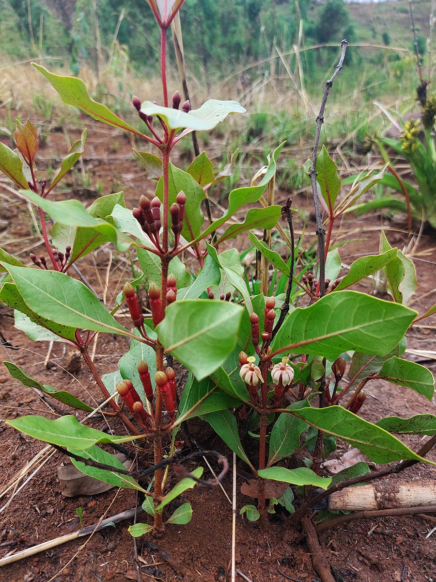 Fadogia fuchsioides
