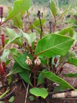 Fadogia fuchsioides