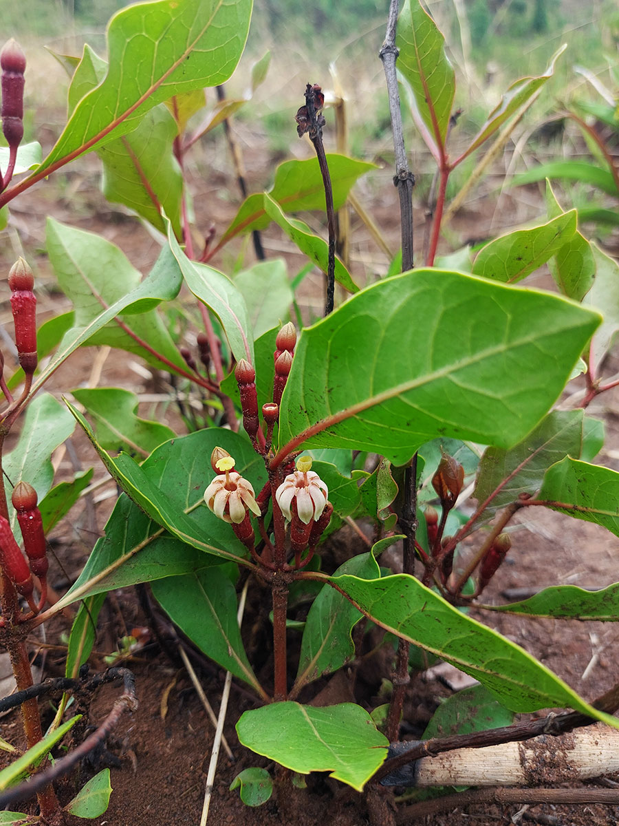 Fadogia fuchsioides