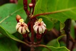 Fadogia fuchsioides