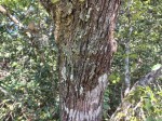 Psydrax mutimushii subsp. mutimushii