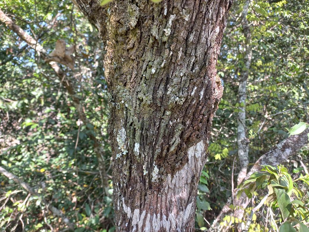Psydrax mutimushii subsp. mutimushii