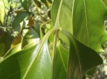 Psydrax mutimushii subsp. mutimushii