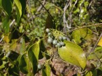 Psydrax mutimushii subsp. mutimushii