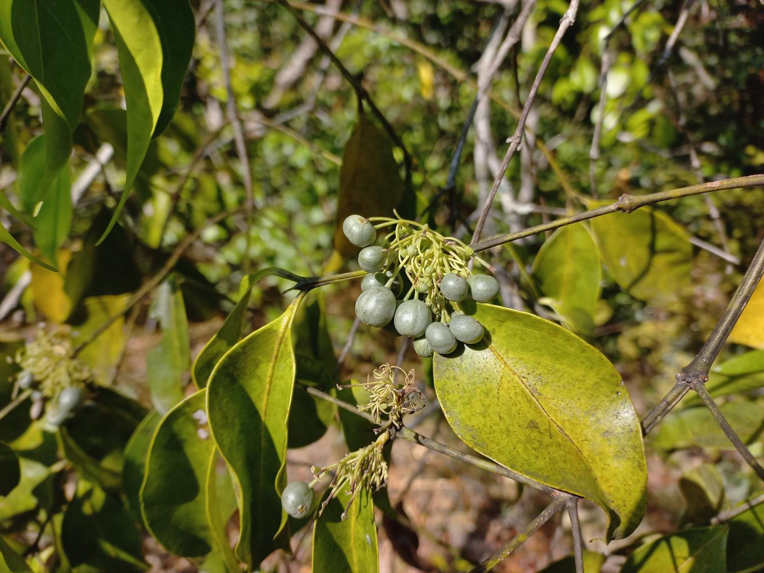Psydrax mutimushii subsp. mutimushii