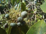 Psydrax mutimushii subsp. mutimushii