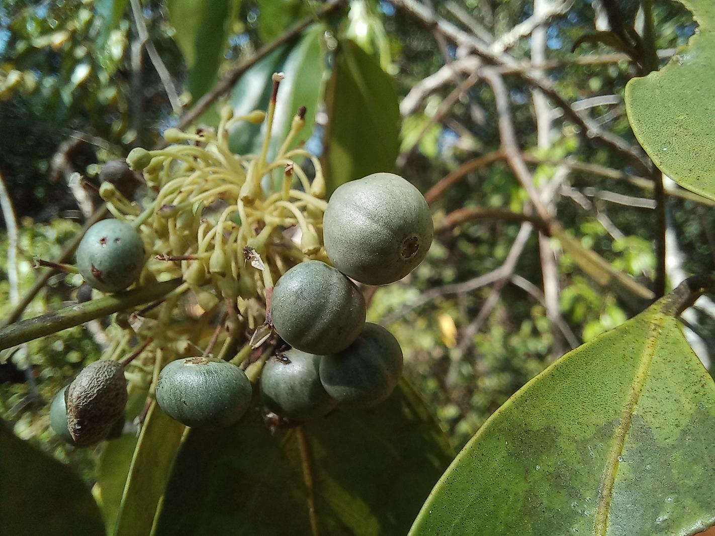 Psydrax mutimushii subsp. mutimushii