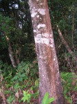 Hallea stipulosa