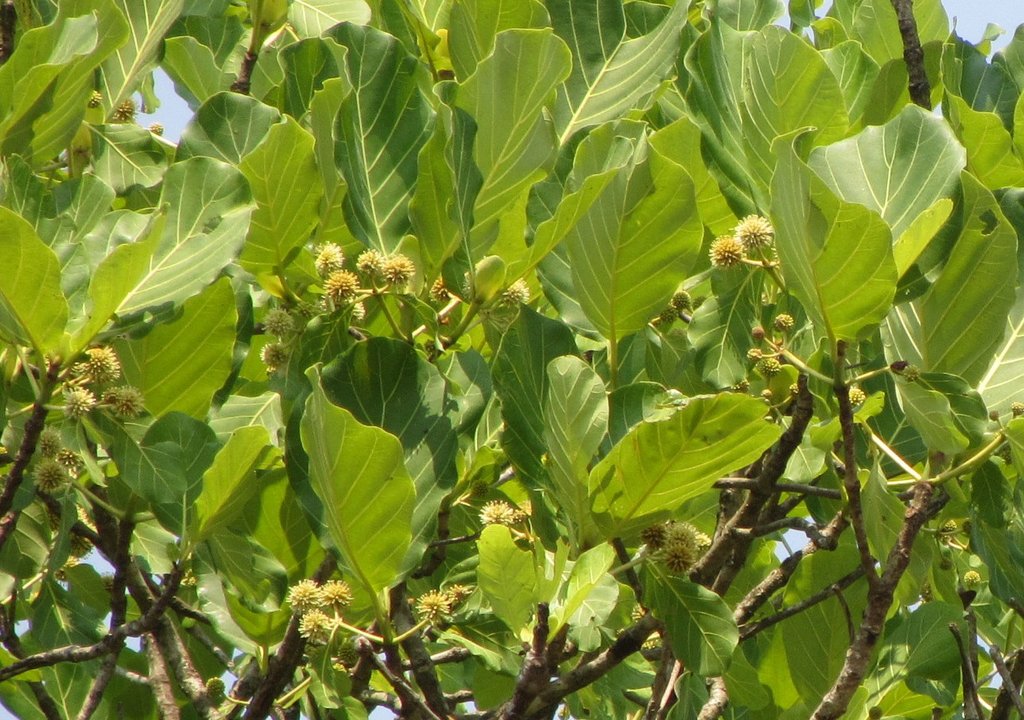 Hallea stipulosa