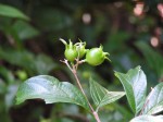 Heinsia crinita subsp. crinita
