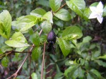 Heinsia crinita subsp. crinita