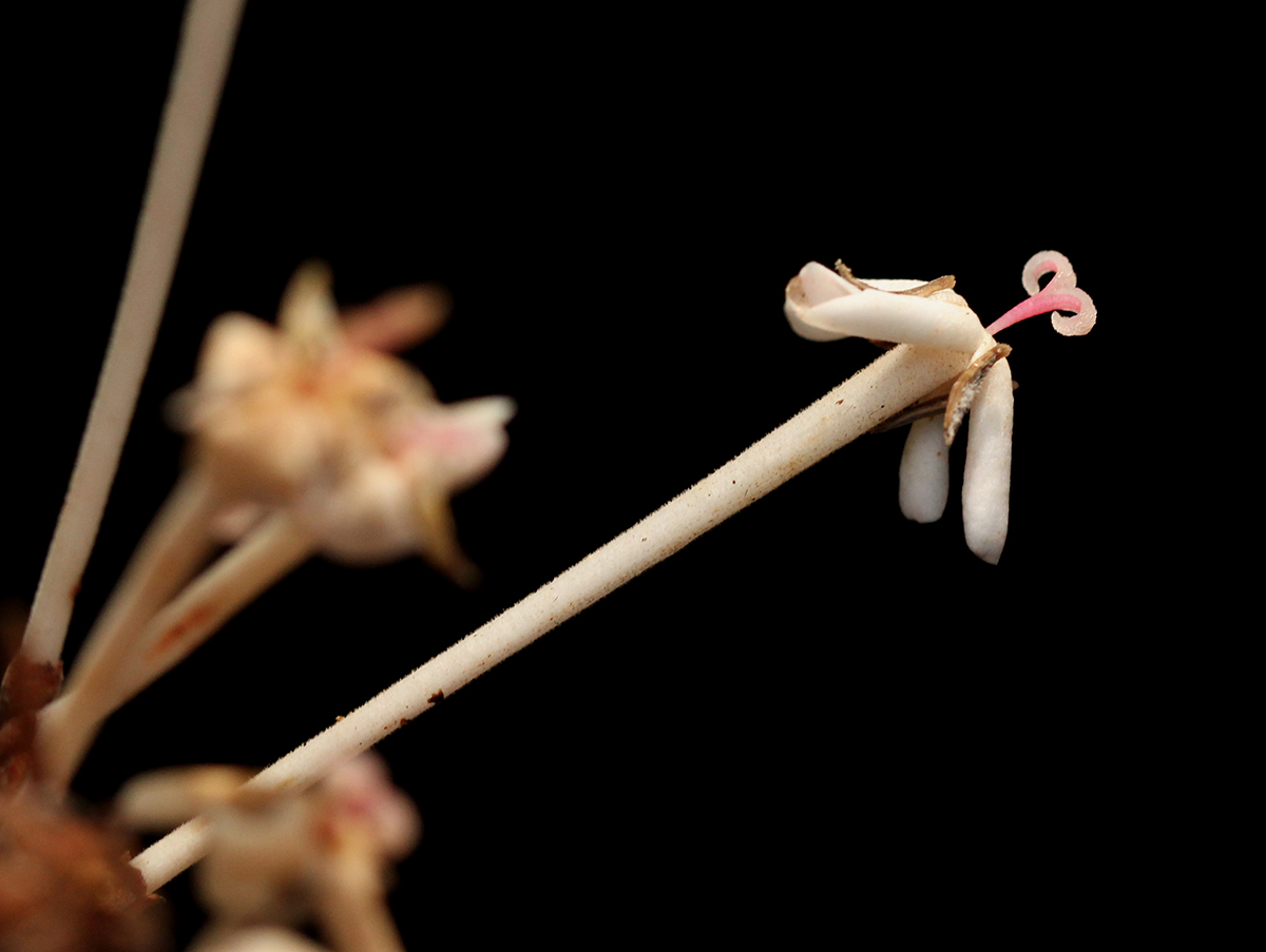 Ixora brachypoda