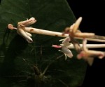 Ixora brachypoda