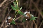 Virectaria major subsp. major