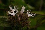 Virectaria major subsp. major