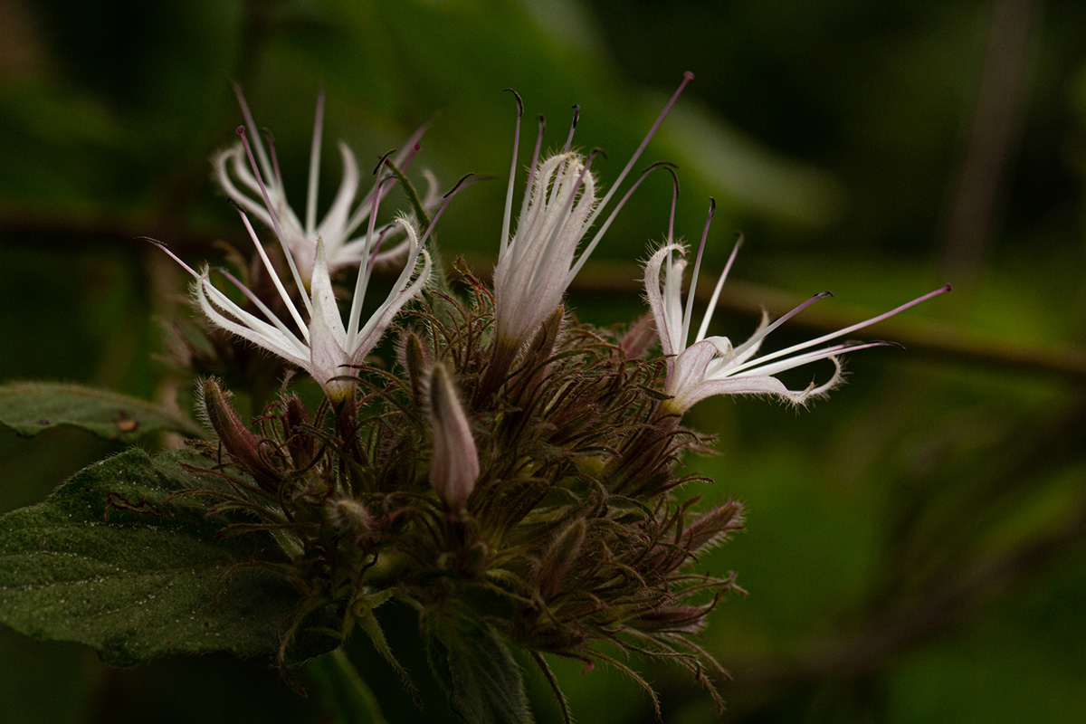 Virectaria major subsp. major