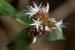 Virectaria major subsp. major