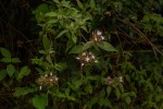 Virectaria major subsp. major