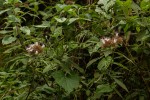Virectaria major subsp. major