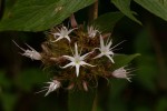 Virectaria major subsp. major