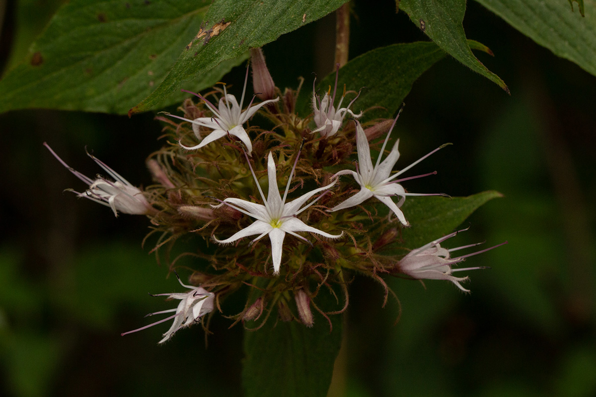 Virectaria major subsp. major