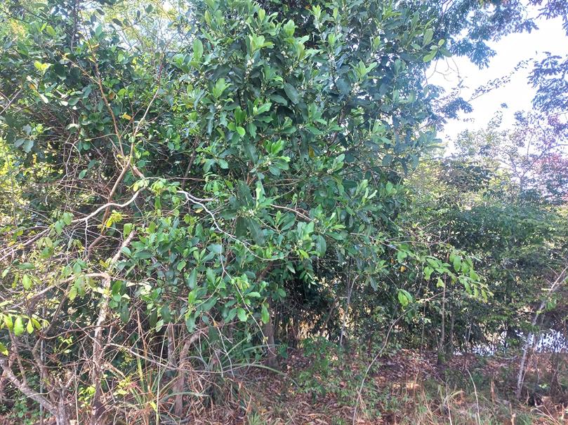 Tricalysia bagshawei subsp. malaissei