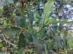 Tricalysia bagshawei subsp. malaissei