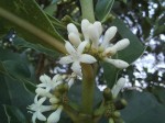 Tricalysia bagshawei subsp. malaissei