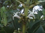 Tricalysia bagshawei subsp. malaissei