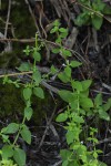 Congolanthus longidens