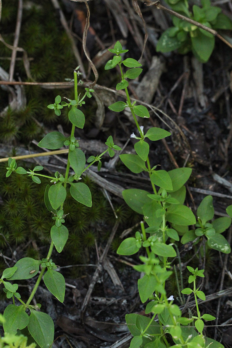 Congolanthus longidens